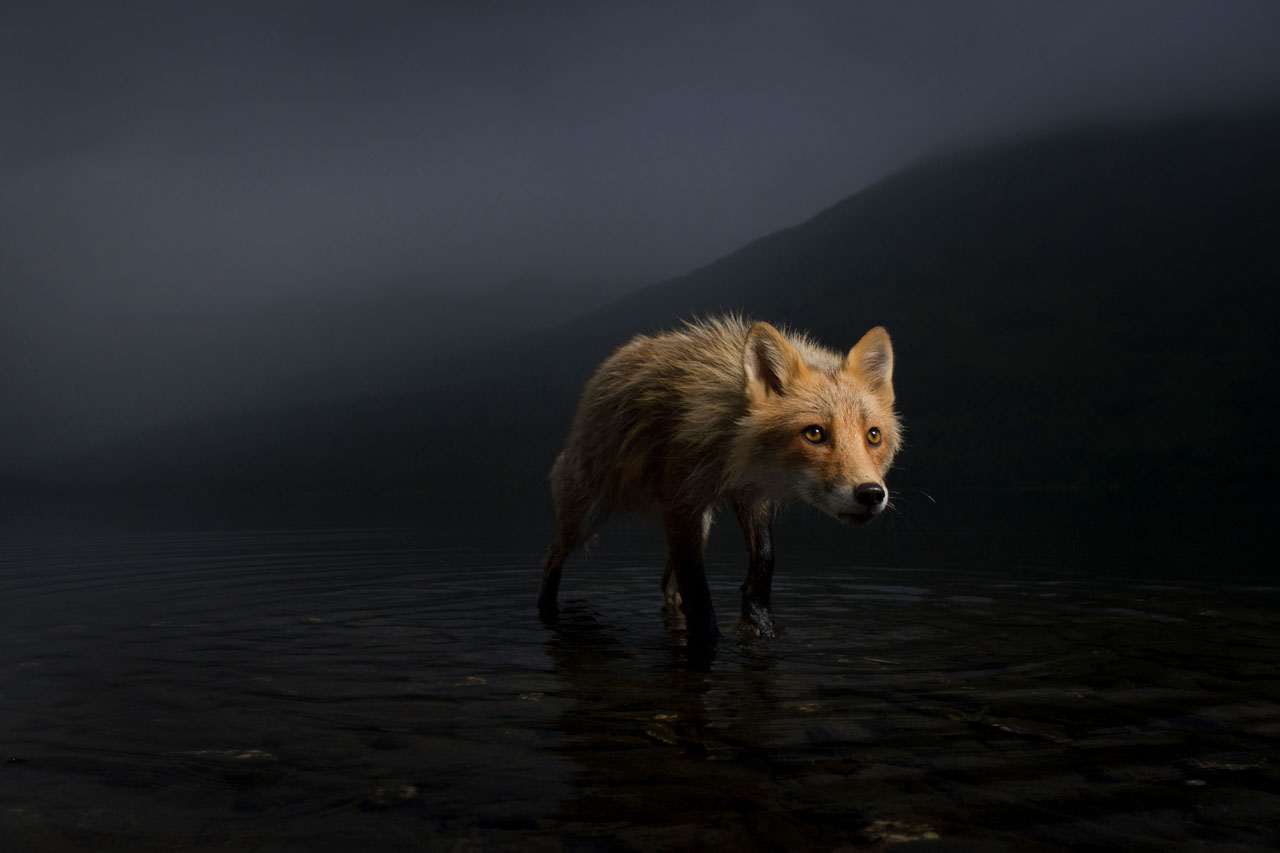 A red fox hunts for salmon carcasses. ©Jonny Armstrong, Wildlife Photographer of the Year