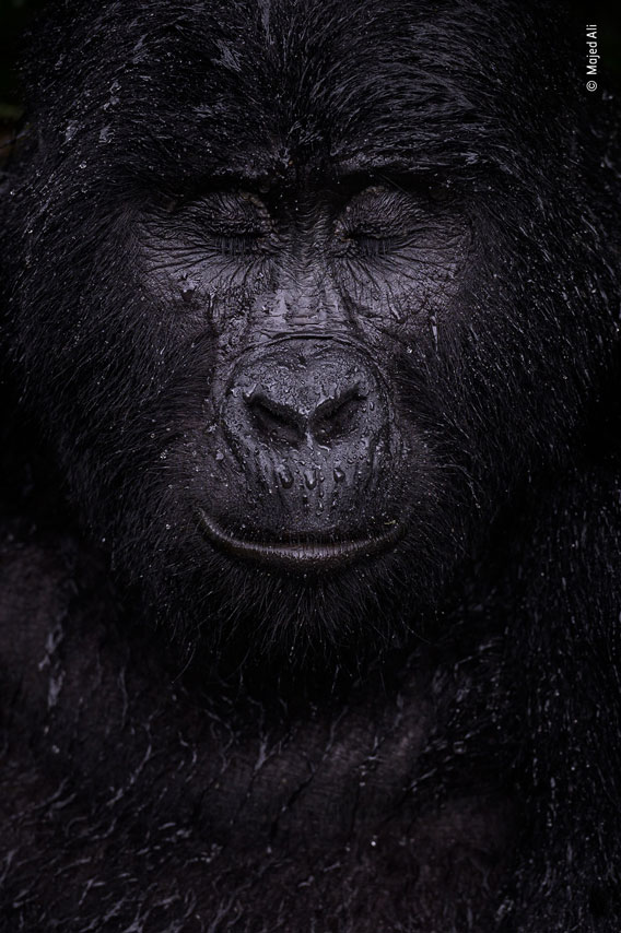 A female gorilla basks in the rainfall in the mountains of Uganda. ©Majed Ali, Wildlife Photographer of the Year