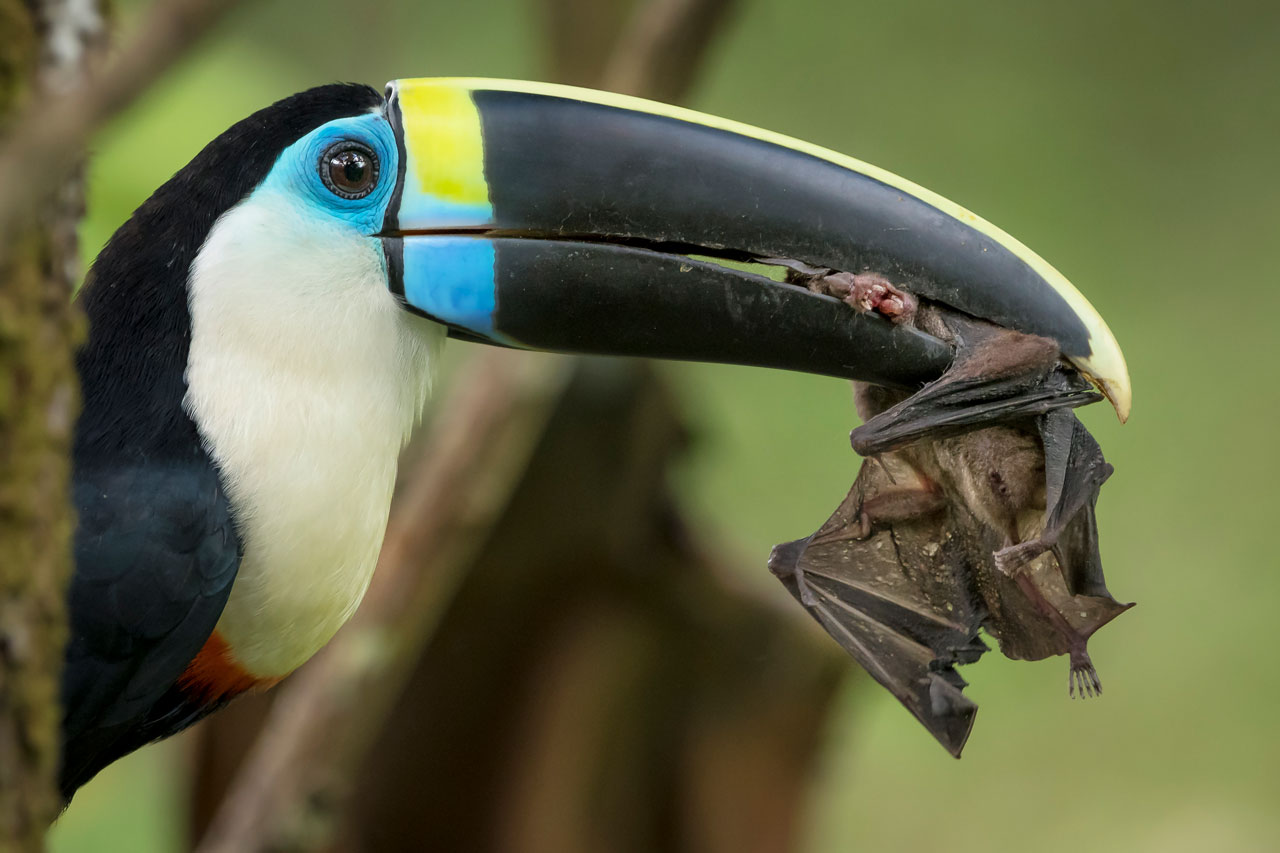 A white-throated toucan preys on a bat in Colombia. ©Sebastián Di Doménico, Wildlife Photographer of the Year