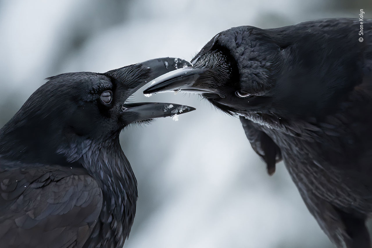 Mating ravens in Canada exchange gifts in a rare intimate moment. ©Shane Kalyn, Wildlife Photographer of the Year