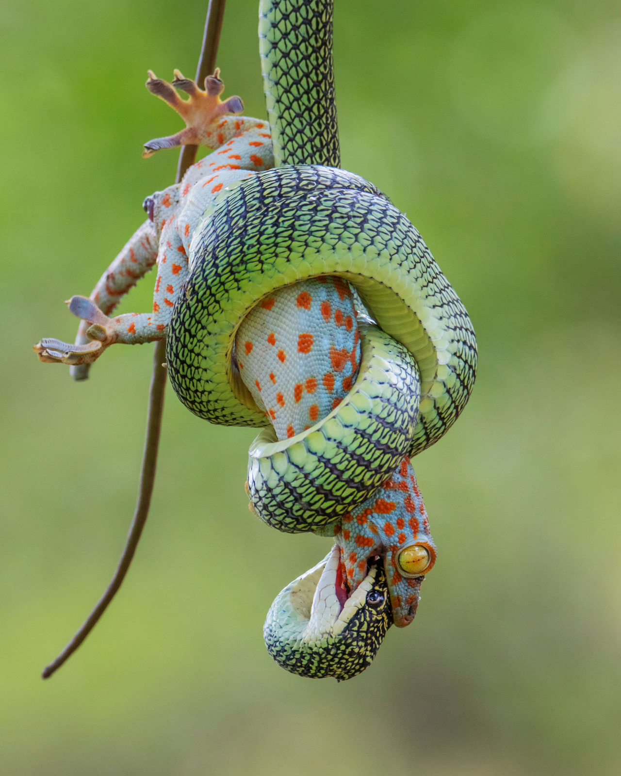 A golden tree snake squeezes to death a red-spotted tokay gecko in the jungle of Thailand. ©Wei Fu. Wildlife Photographer of the Year