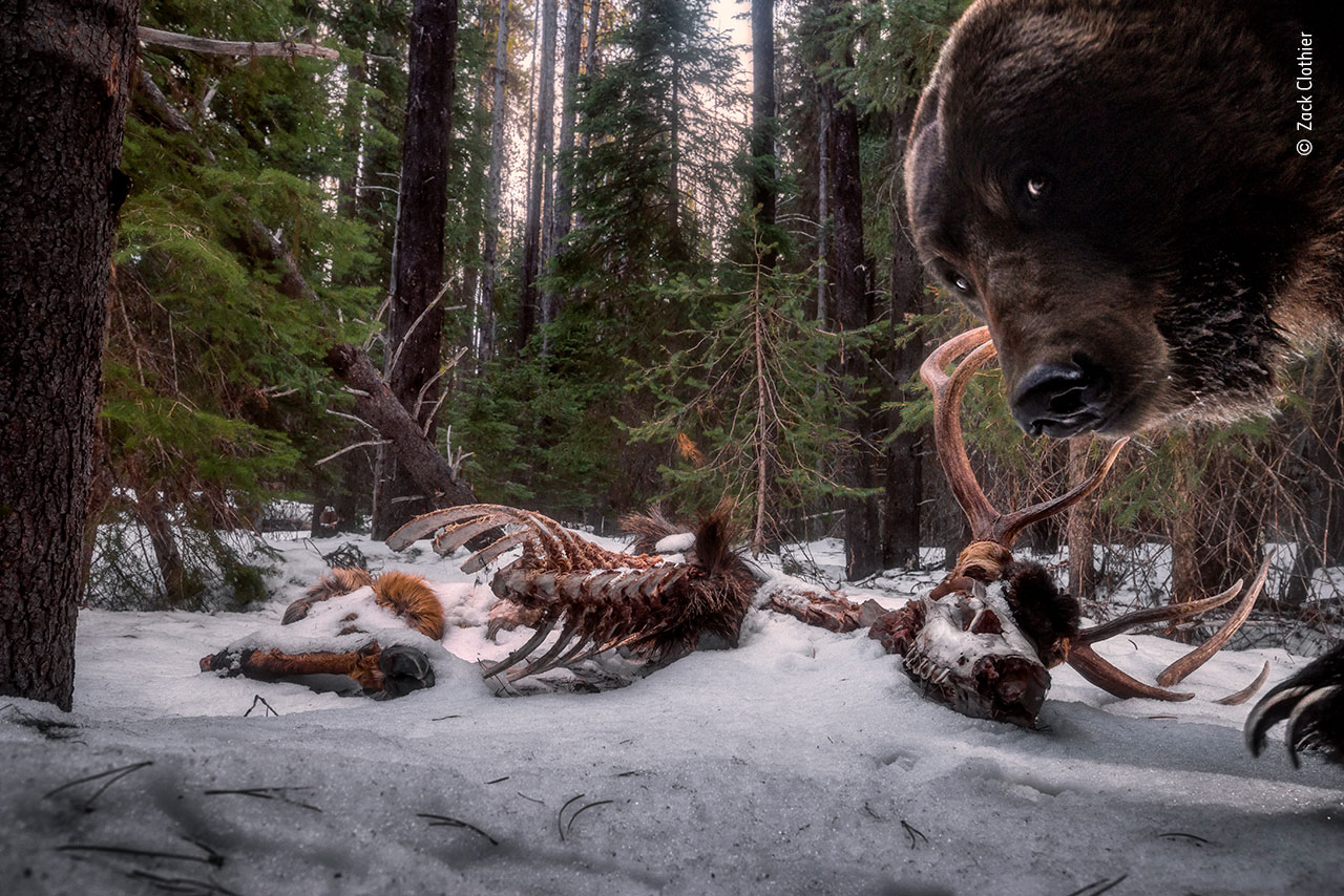 A camera trap captures this image of a grizzly bear eating bull elk remains. ©Zack Clothier, Wildlife Photographer of the Year