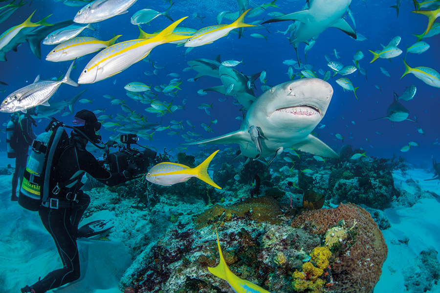 Rogers Munns films Caribbean reef sharks on the hunt in the Bahamas. Photo by Jason Isley / scubazoo.com
