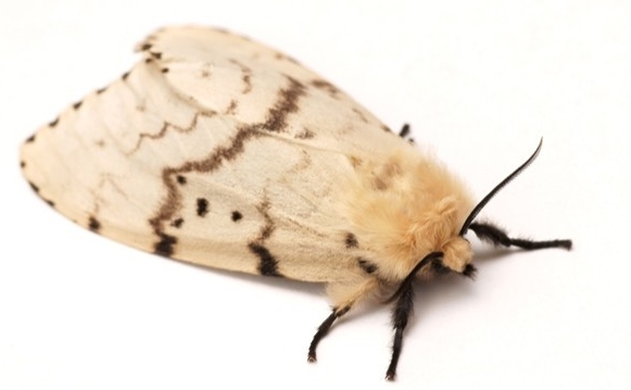 Asian gypsy moth close up